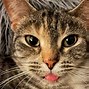 Image result for Sick Cat with Feline Leukemia