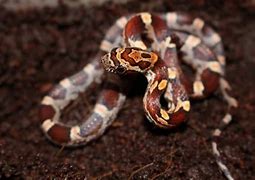 Image result for Corn Snake Arkansas