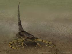 Image result for Eurypterid