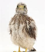 Image result for Baby Kestrel Rescue