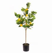 Image result for Drarf Lemon Tree in Pot