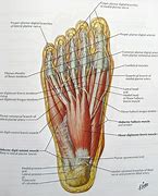 Image result for Bottom of Foot Muscles