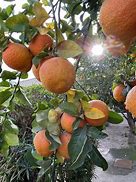 Image result for Lemon-Orange Hybrid