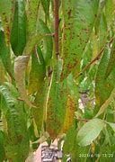 Image result for Peach Tree Blight