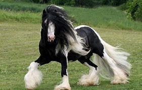 Image result for Most Beautiful Gypsy Horse