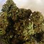 Image result for OG Kush Indica