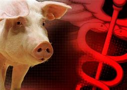 Image result for Pig Flu Symptoms