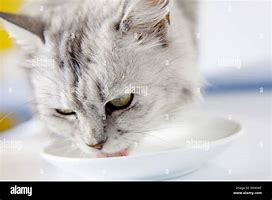 Image result for Cat Drinking Milk