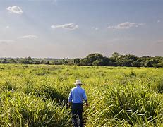 Image result for Tropical Soil