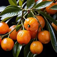 Image result for Where to Purchase Kumquat Fruit