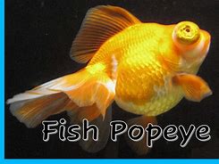 Image result for Popal Fish