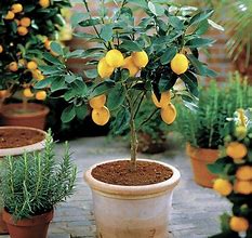 Image result for Pastels Mini Lemon Tree