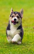 Image result for Corgi Puppies Running