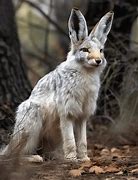 Image result for Ai Animal