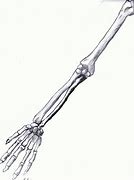 Image result for Skeleton Hand and Arm