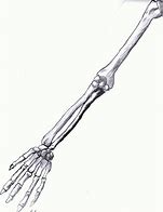 Image result for Hand and Arm Drawing