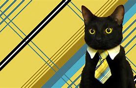 Image result for Business Cat Birthday