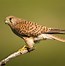 Image result for Kestrel Beak