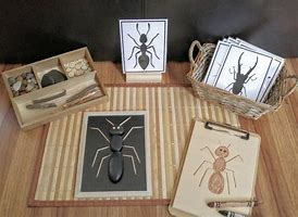 Image result for Bug Fine Motor