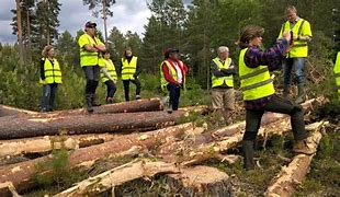 Image result for Sweden Forest