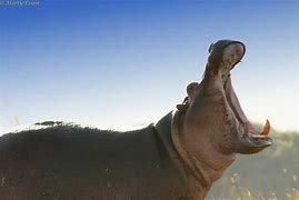 Image result for Hippo Yawn