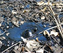 Image result for Alien Tar Pits