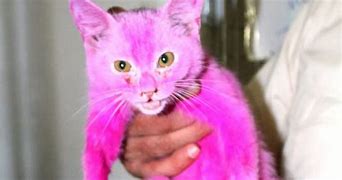 Image result for Cat Dyed Pink