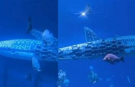 Image result for Chinese Shark