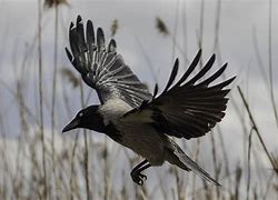 Image result for Bird Beak Open