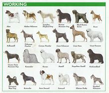 Image result for AKC Terrier Breeds