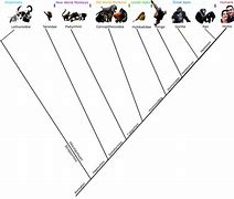 Image result for Primate Classification Chart