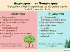 Image result for Most Beautiful Angiosperms