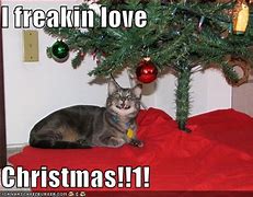 Image result for Animal Christmas Funny Cats