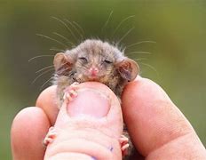 Image result for Possum Babies