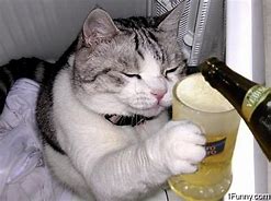 Image result for Cat Drinking Beer