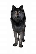 Image result for Grey Dire Wolf