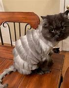 Image result for Smerf Cat with Hair