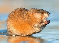 Image result for Dry Muskrat