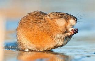 Image result for Show Me a Picture of a Muskrat