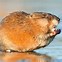 Image result for Arkansas Muskrat