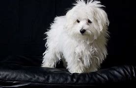 Image result for Black Teacup Maltese