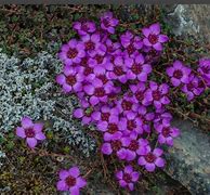 Image result for Tundra Flora