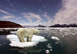 Image result for Polar Bear Global Warming