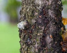 Image result for Peach Tree Sap