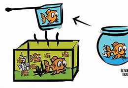 Image result for Dirty Fish Tank