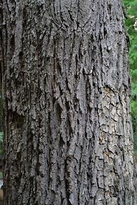 Image result for Swamp White Oak Tree Bark