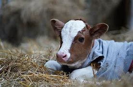 Image result for Calf Baby Cow