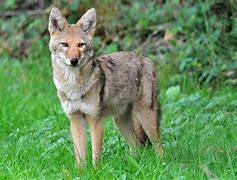 Image result for Coyote Harey