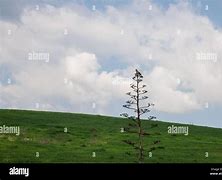 Image result for Kestrel in Tree Top