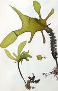 Image result for Undaria Pinnatifida Drawing